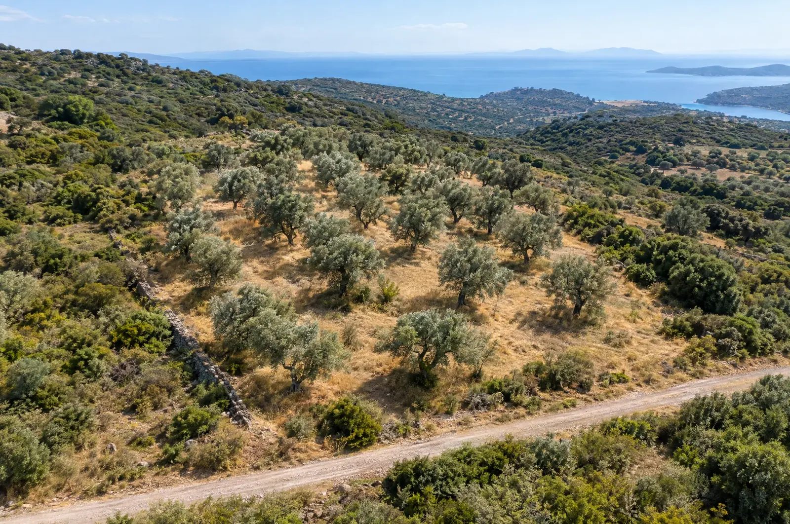 Zeytinlik, yol ve kıyı (temsili görsel)